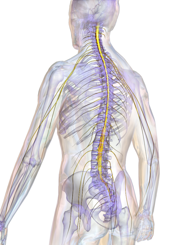 using stem cells to repair spinal cord injuries