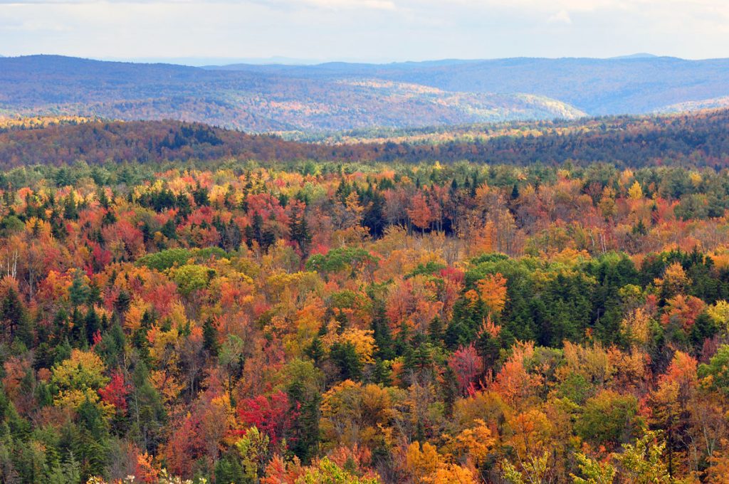 Vermont foliage