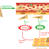 Current status and potential challenges of mesenchymal stem cell-based therapy for malignant gliomas Current status and potential challenges of mesenchymal stem cell-based therapy for malignant gliomas