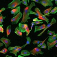 GMP-compatible and xeno-free cultivation of mesenchymal progenitors derived from human-induced pluripotent stem cells GMP-compatible and xeno-free cultivation of mesenchymal progenitors derived from human-induced pluripotent stem cells