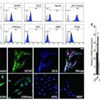 Human dental pulp-derived stem cells promote locomotor recovery after complete transection of the rat spinal cord by multiple neuro-regenerative mechanisms Dental Stem Cell Research Publications - Human dental pulp-derived stem cells promote locomotor recovery after complete transection of the rat spinal cord by multiple neuro-regenerative mechanisms