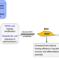 Mesenchymal Stem Cells: Cell Fate Decision to
Osteoblast or Adipocyte and Application in
Osteoporosis Treatment Mesenchymal Stem Cells: Cell Fate Decision to Osteoblast or Adipocyte and Application in Osteoporosis Treatment