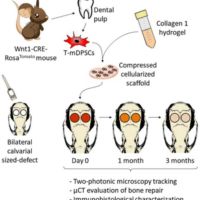Mouse Wnt1‐CRE‐RosaTomato Dental Pulp Stem Cells Directly Contribute to the Calvarial Bone Regeneration Process Mouse Wnt1‐CRE‐RosaTomato Dental Pulp Stem Cells Directly Contribute to the Calvarial Bone Regeneration Process