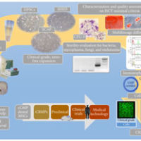 Stem Cells of Dental Origin: Current Research Trends and Key Milestones towards Clinical Application Stem Cells of Dental Origin: Current Research Trends and Key Milestones towards Clinical Application