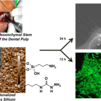 Adhesion and Proliferation of Human Mesenchymal Stem Cells from Dental Pulp on Porous Silicon Scaffolds Dental Stem Cell Research Publications - Adhesion and Proliferation of Human Mesenchymal Stem Cells from Dental Pulp on Porous Silicon Scaffolds