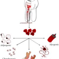Dental pulp stem cells as a multifaceted tool for bioengineering and the regeneration of craniomaxillofacial tissues Dental pulp stem cells as a multifaceted tool for bioengineering and the regeneration of craniomaxillofacial tissues