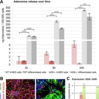 Stem cell‐derived retinal pigment epithelium from patients with age‐related macular degeneration exhibit reduced metabolism and matrix interactions Stem cell‐derived retinal pigment epithelium from patients with age‐related macular degeneration exhibit reduced metabolism and matrix interactions