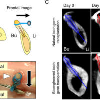 Practical whole-tooth restoration utilizing autologous bioengineered tooth germ transplantation in a postnatal canine model Practical whole-tooth restoration utilizing autologous bioengineered tooth germ transplantation in a postnatal canine model