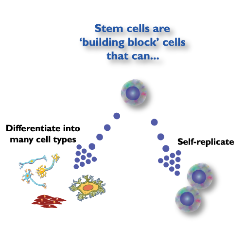 dental stem cells can self replicate and differentiate 
