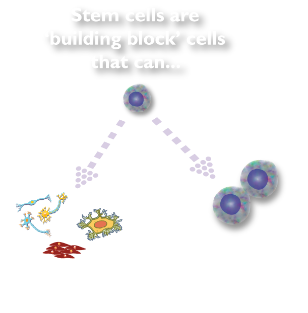 What are stem cells? 